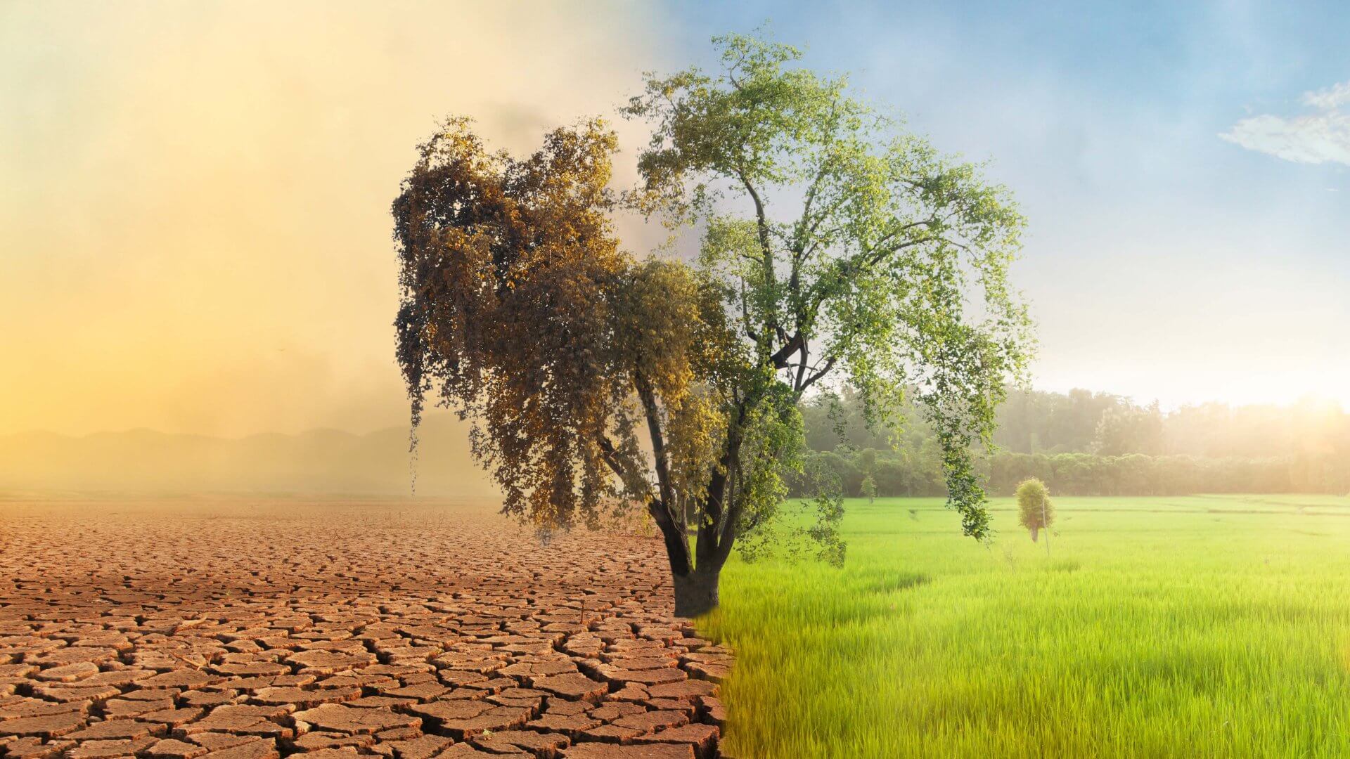 A tree in a field, half of the tree is thriving and the other half is dying.