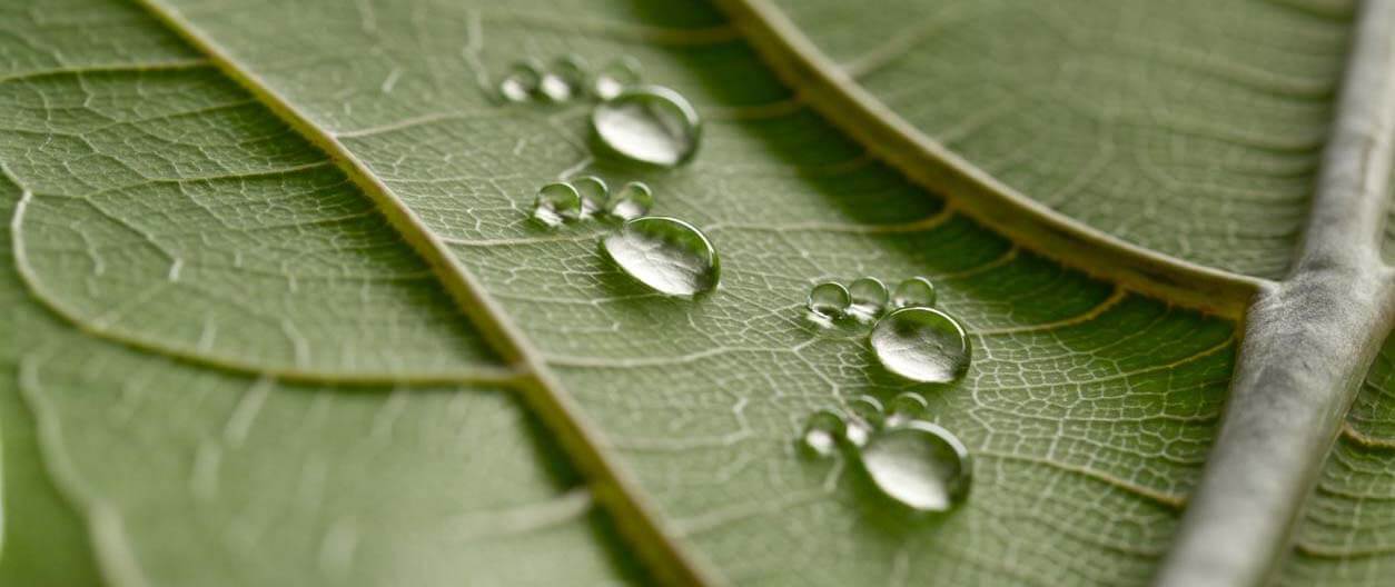 Water footprints on a leaf