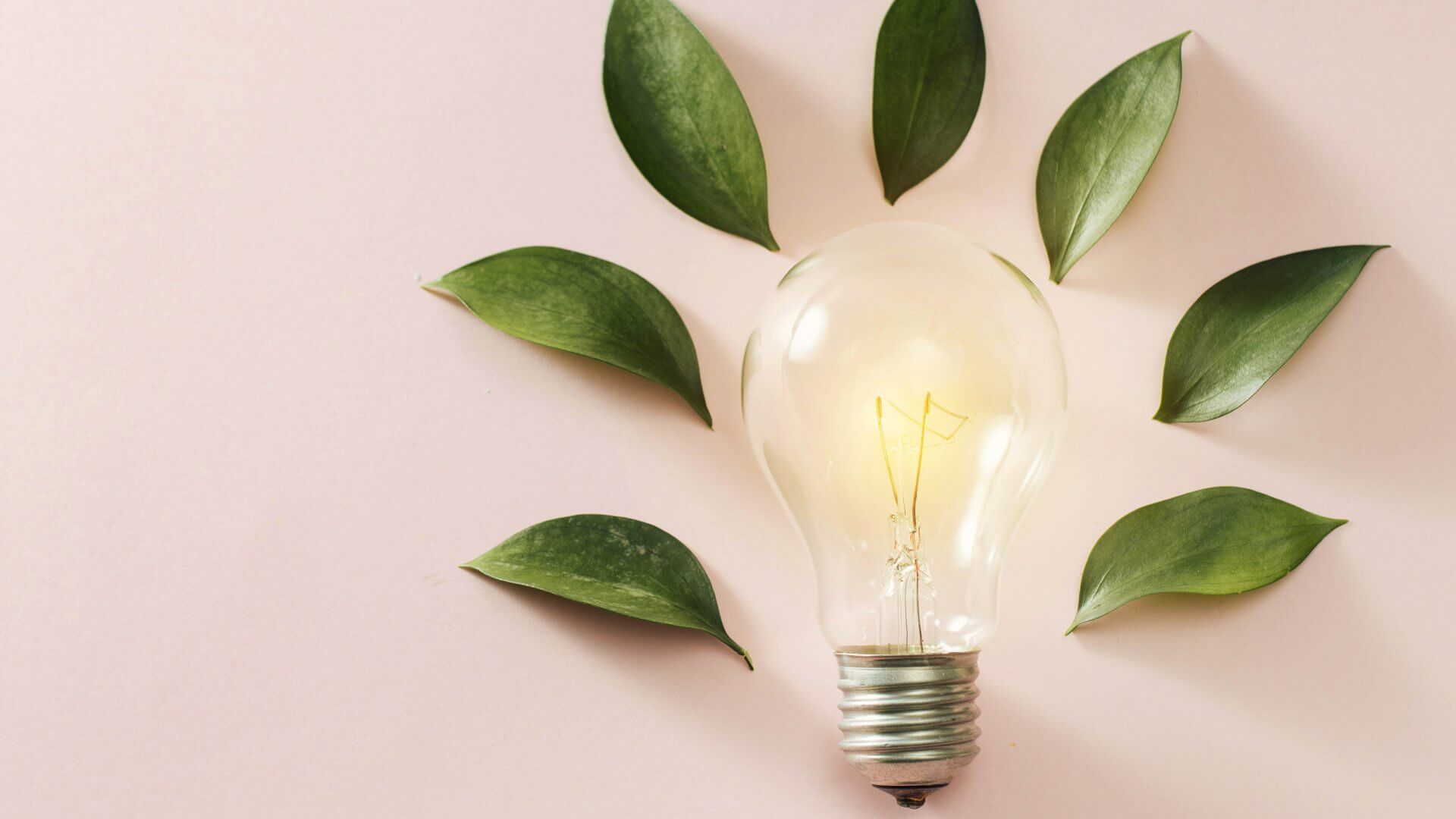 Eco green energy concept bulb, lightbulb leaves on pink background